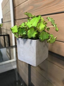 BEGONIA