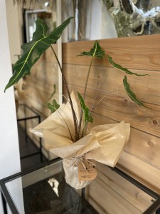 ALOCASIA SARIAN
